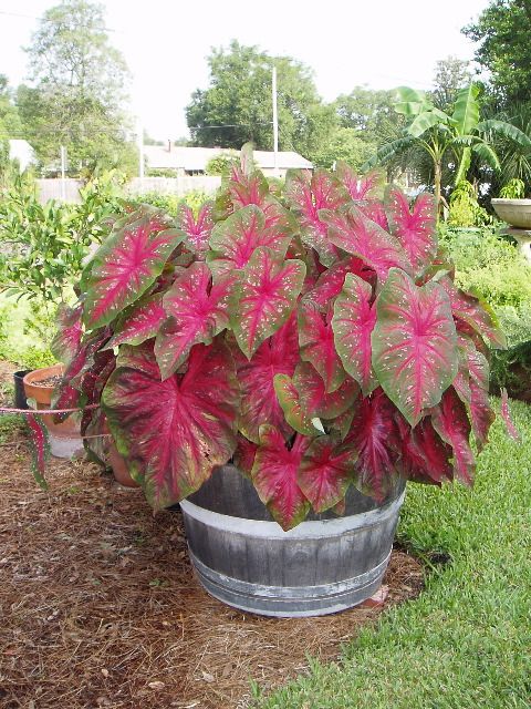 DIY Creative Planter ideas for Gardening | Boo Gardening