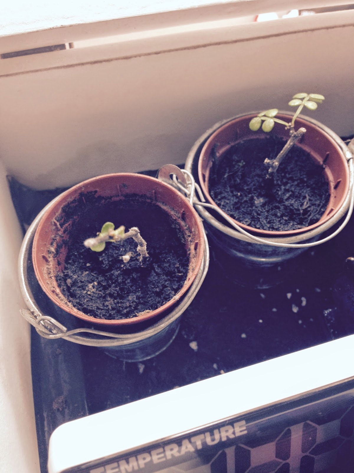 Beginning With Bonsai Fukien Tea Tree New growth with Mould/Scale/Bugs?