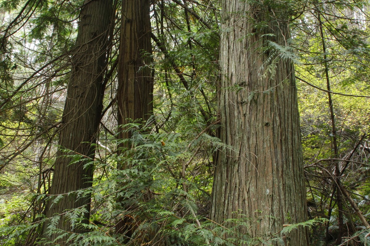 Pine, Spruce and Other Softwoods come to India