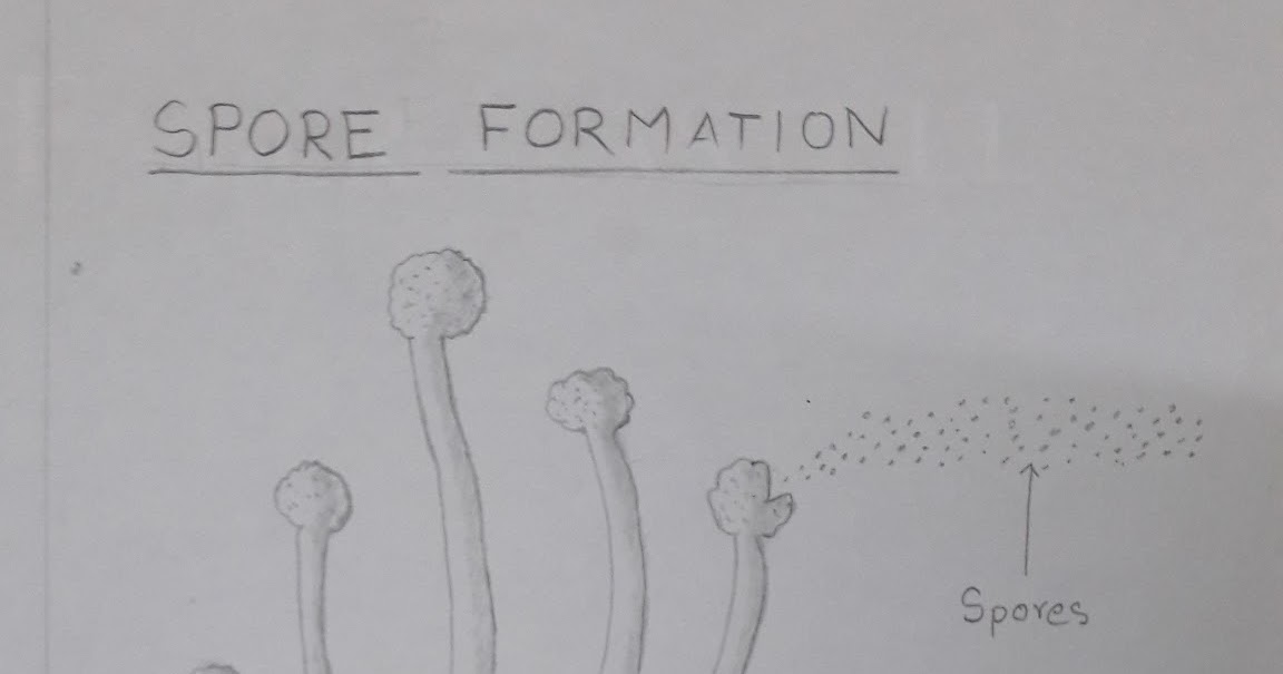 Science Diagrams
