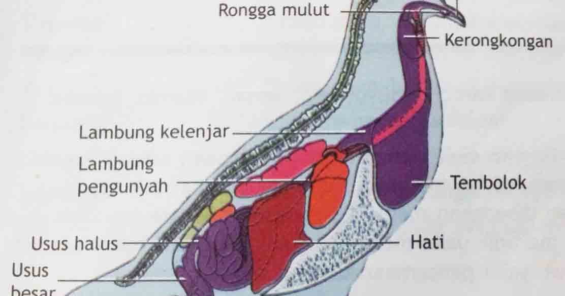 GRIT CANGKANG KERANG: Sistem Pencernaan pada Burung pemakan biji-bijian