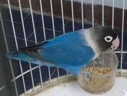 Burung Lovebird Dakocan Ciri Ciri Harga Dan Gambar Nya Burung