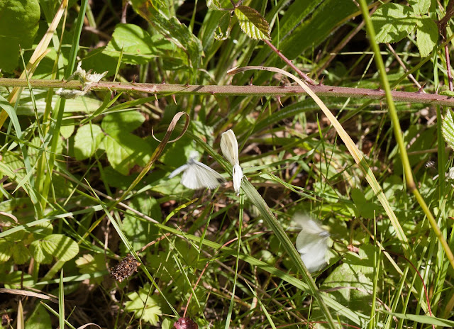 Wood Whites - Bury Ditches, Shropshire