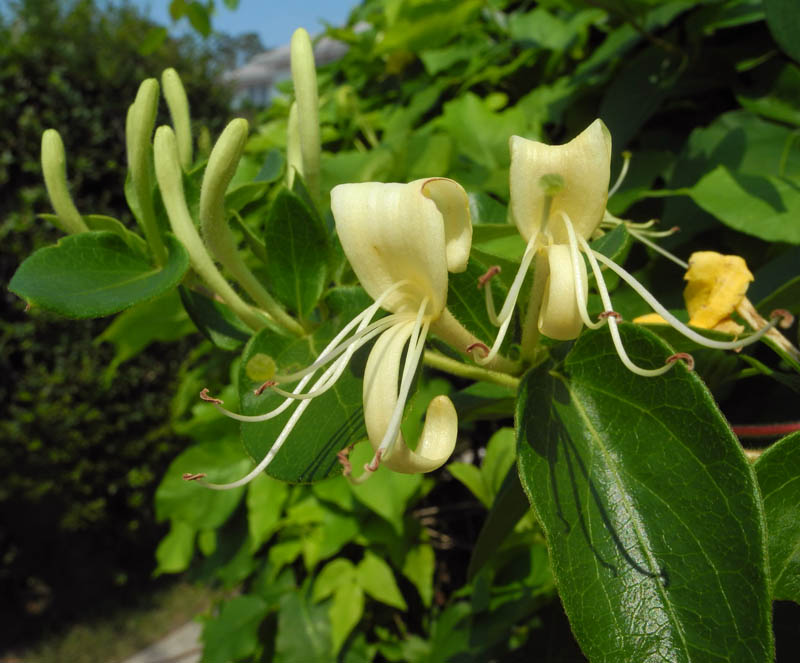 Studio and Garden My Madeleine Honeysuckle at the Jersey Shore
