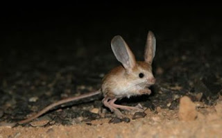 Perilaku nokturnal tikus kangguru mencari makan di malam hari dan menghindari cahaya bulan