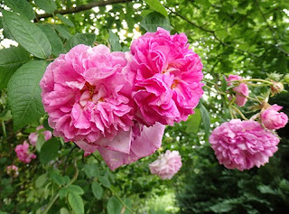 Rosas aromáticas para elaborar helado