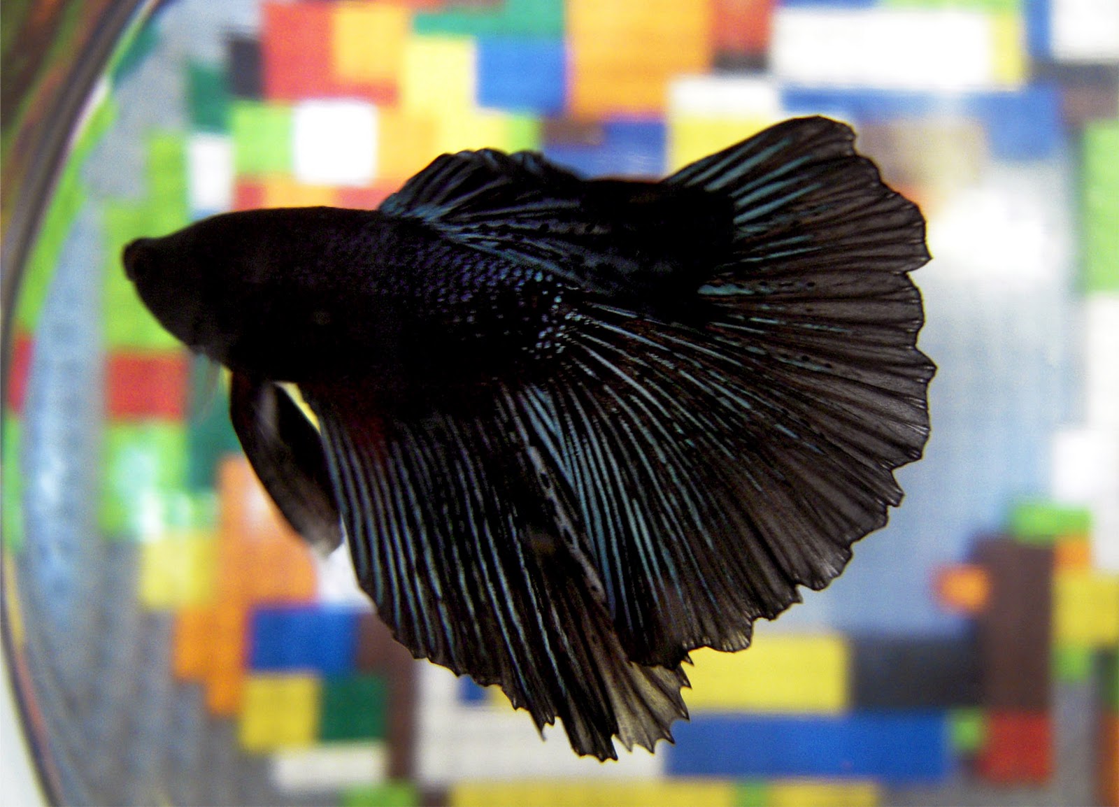 Black Betta Betta Fish Pinterest Black Betta Betta Fish Pinterest