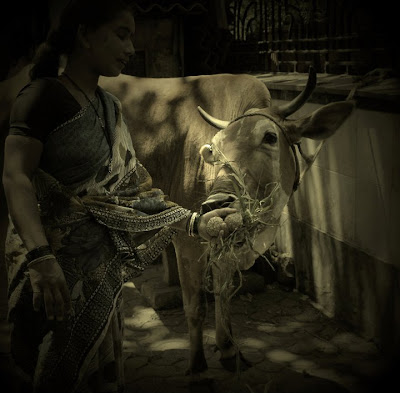 "Feeding Cow" clicked by "Isha Trivedi"