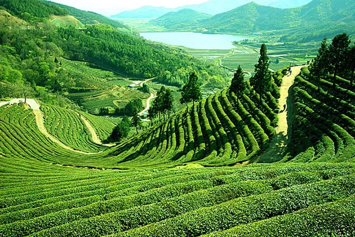 Darjeeling- One of the best hill stations in the state of West Bengal, India.
