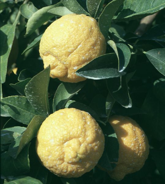 Citrusok Hesperidium Fabulosa A CsodÁlatos HesperidÁk Citrus Jambhiri