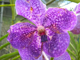 Vanda coerulea at Orchid World Barbados by garden muses-not another Toronto gardening blog