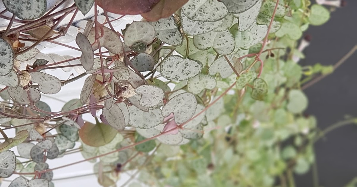 Propagating Chain of Hearts.