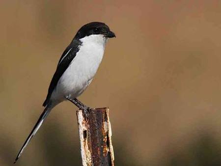 5 Cara Membedakan Cendet Pentet Jantan Dan Betina Paling Akurat