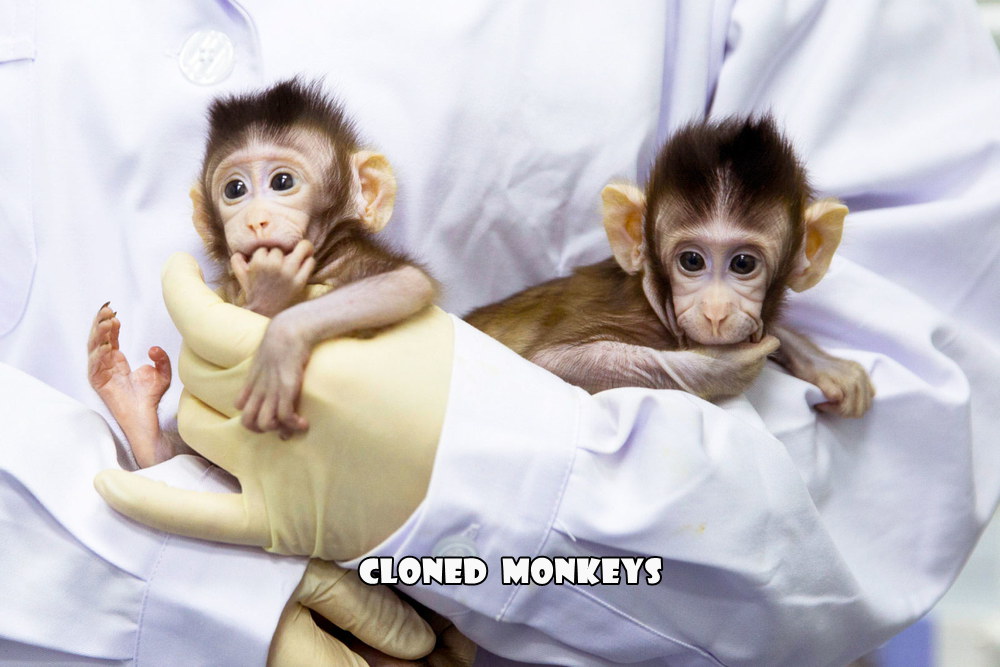 cloned monkey