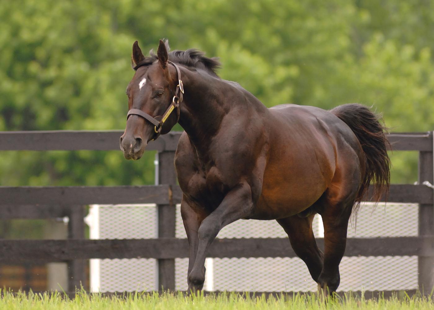 пищеварительная система лошади анатомия. андалузская лошадь гнедая. хорс. кватерхорс порода лошадей. мугалжарская порода лошадей.