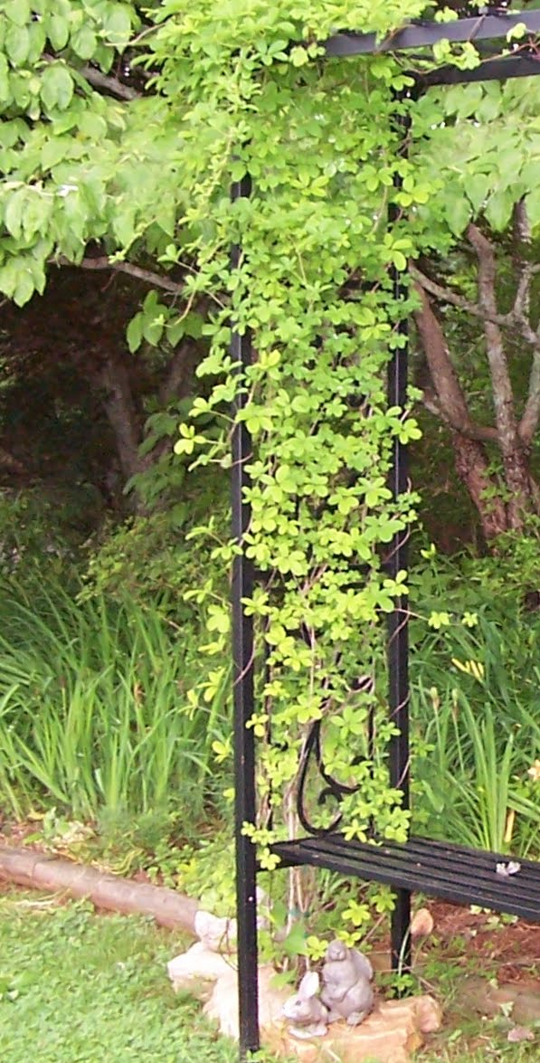 Jean the Plant Lady Chocolate Vine