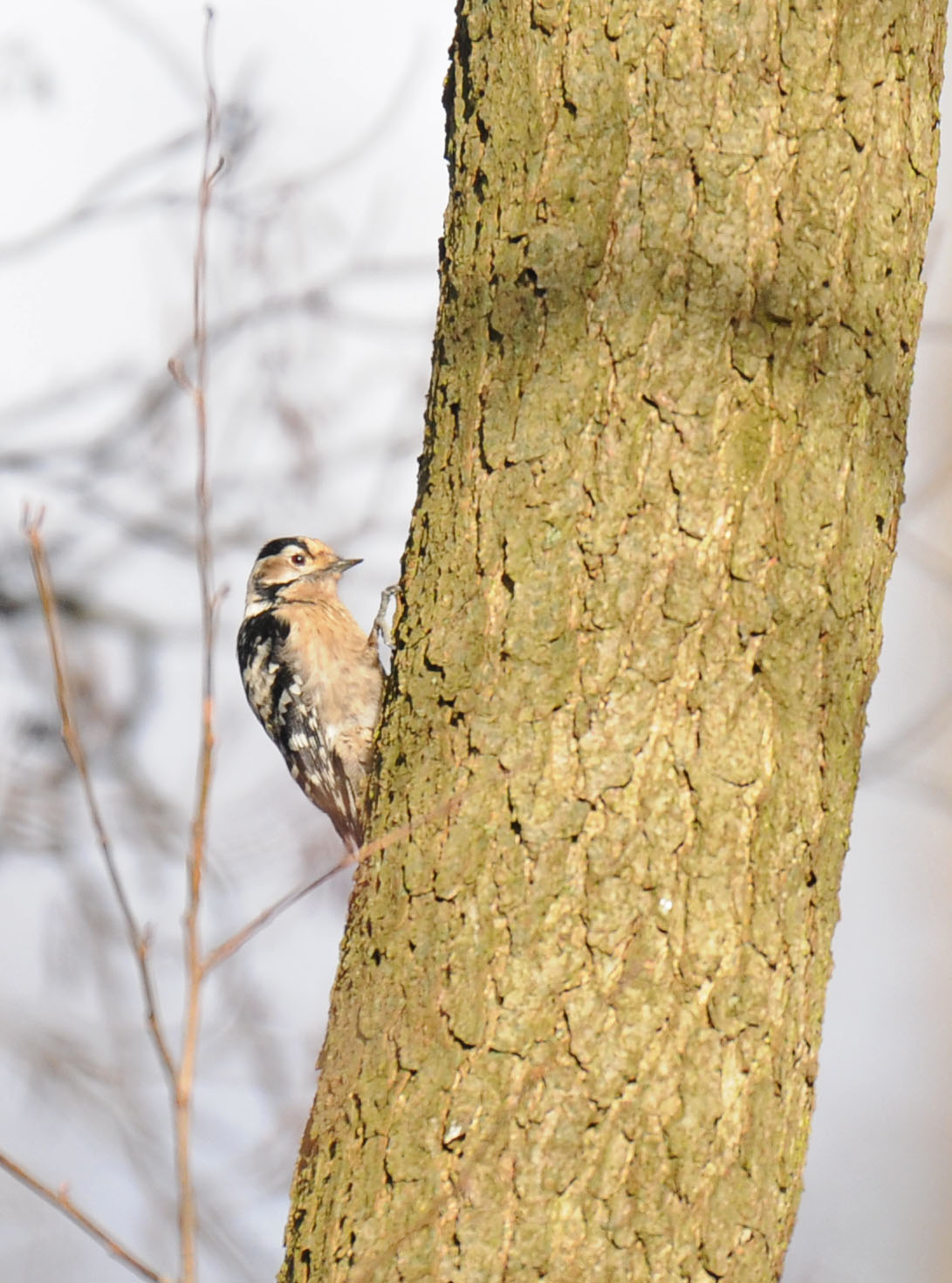 Bill's Birding: Lesser Spotted Woodpecker, Bushy Park