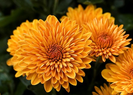 Pictures Of Flowers Mums Pictures Of Flowers Mums