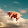 Pig photo