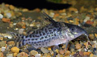 Jenis Ikan Corydoraslamberti