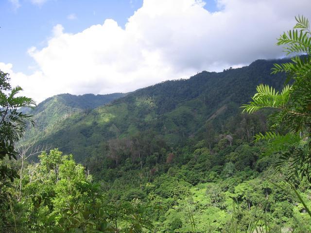 bonsai forest, Mount Hamiguitan, Davao Oriental