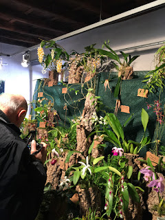 , Mostre primaverili: Horti di Veio e Monteporzio catone 2017, diarid'orchidee