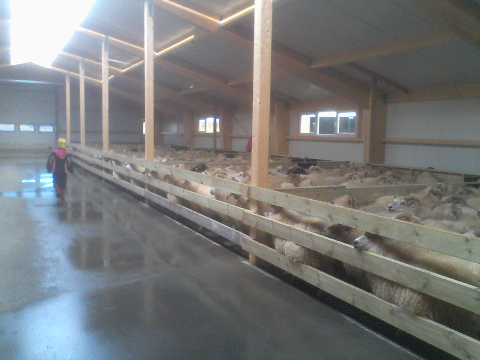 Vro in Ísland: Schafstall die 2.