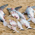 Pescador atrapó más de 10 tiburones en Punta del Diablo 