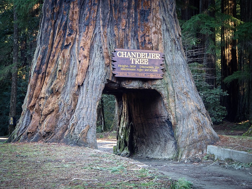 Drive Through Tree Archives Slow Family