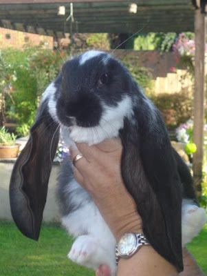 English Lop Ear Rabbit personality