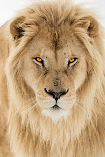 wild-animal wild-animal