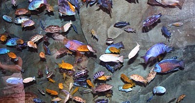 Jenis Jenis Ikan Cichlid Afrika African Cichlid