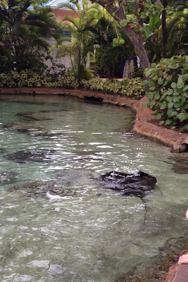 atlantis aquaventure