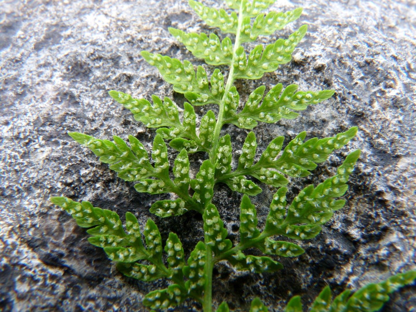 Hutton Roof's Special Ferns and More Cystopteris fragilis (Brittle