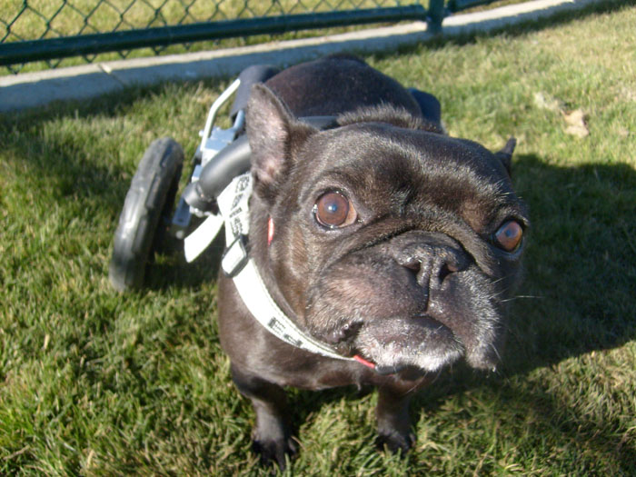 45+ French Bulldog Spine Photo Bleumoonproductions