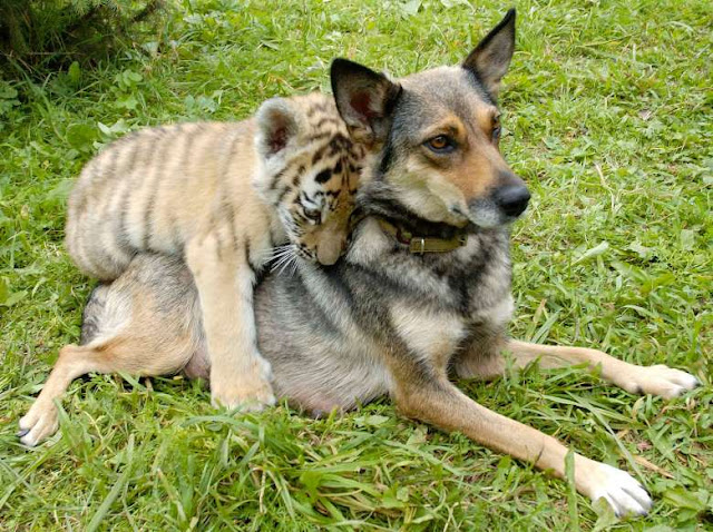 O adorável convívio na vida animal Elfandarilha