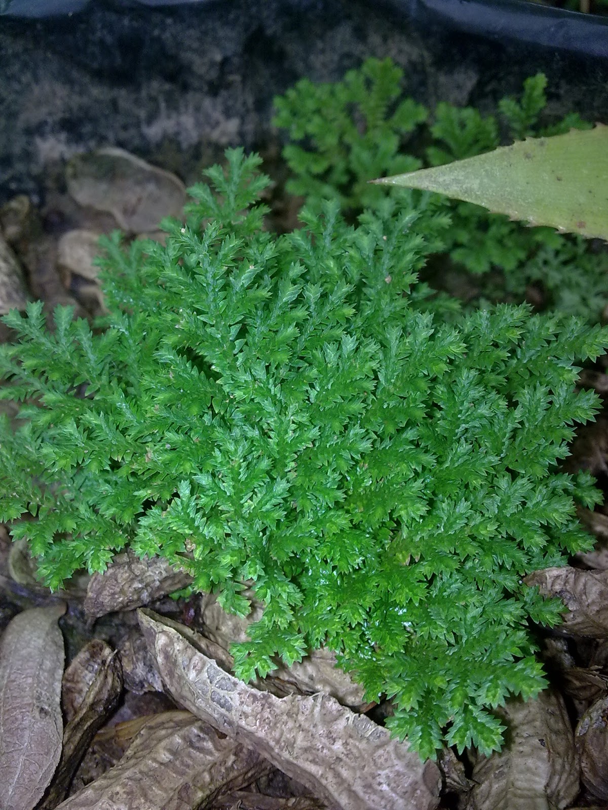 Hajimemashite Poppy Tanaman Lumut Hias Menarik hajimemashite poppy tanaman lumut hias menarik