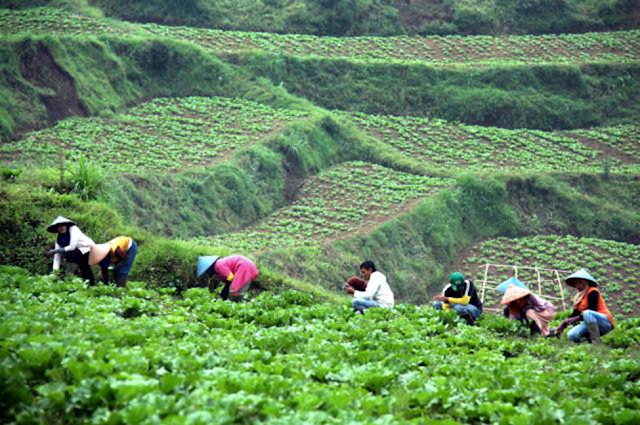 Pertanian di Indonesia menjadi industri penyokong perekonomian potensial berkat agribisnis terpadu. Potensi Agribisnis Indonesia