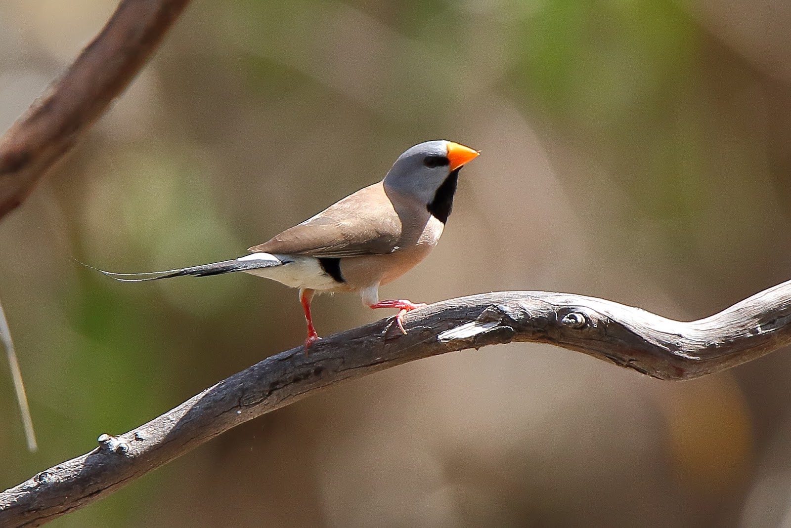 Richard Waring's Birds of Australia: Finches, Finches, Finches. and