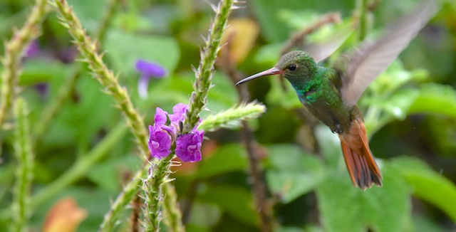 Colibris du Costa Rica RUFOUS-TAILED%2BHUMMINGBIRD_CR_DSC_1384