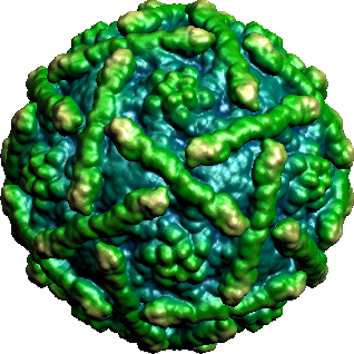 gambar virus Enterovirus (Radang Otak)
