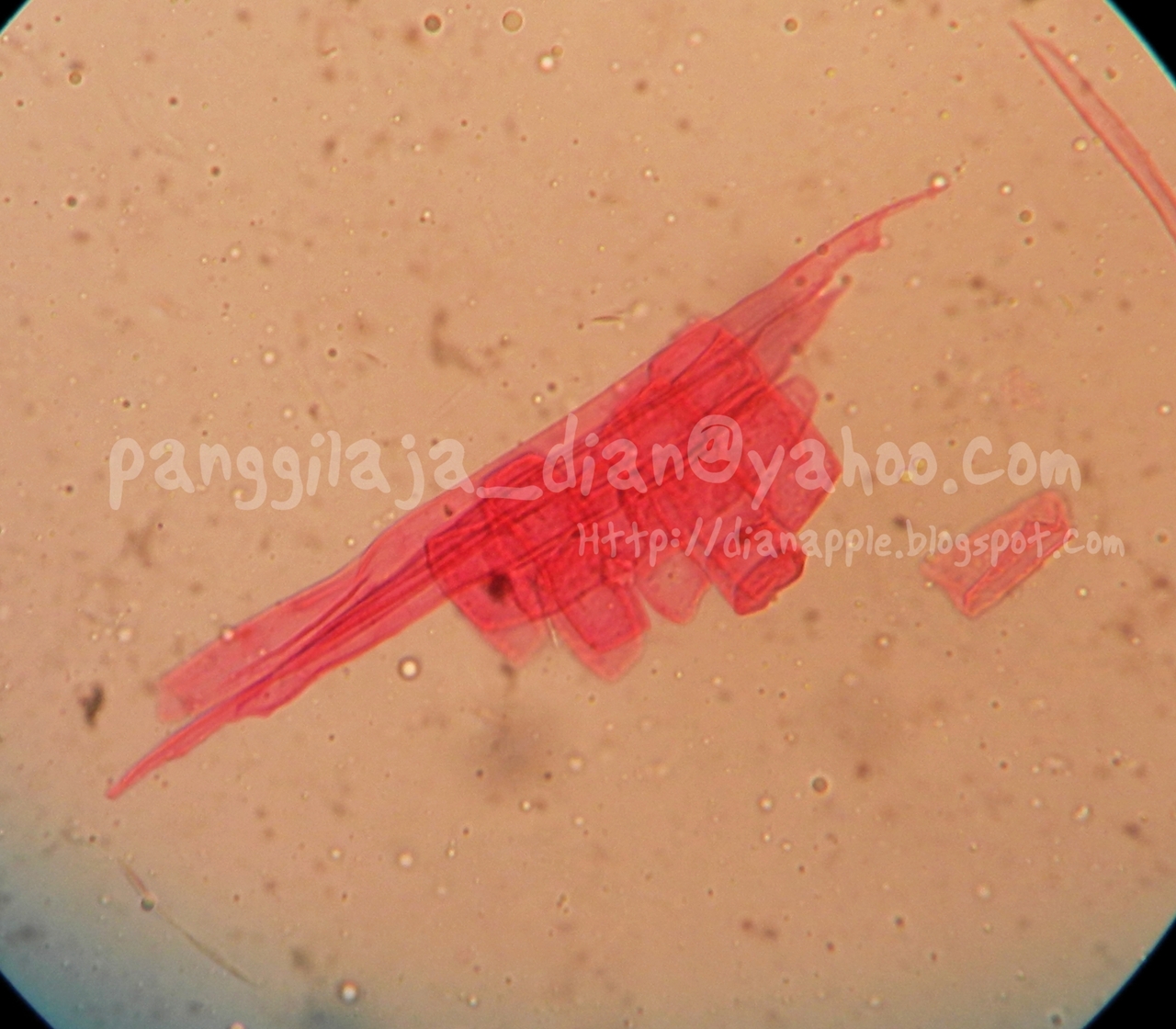 PooR pRinZa aPpLe: Maserasi Kayu Cedrela sp