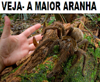  osmaiorespelomundo.com.br/a-maior-aranha-do-mundo-ja-encontrada