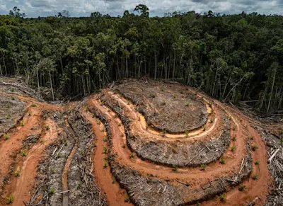 Pengertian Deforestasi, Degradasi dan Fragmentasi Hutan