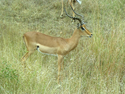 male impala, impala, Kruger National Park, South Africa, safari