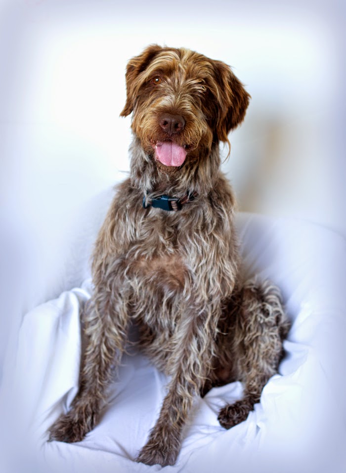 Shelter Dogs of Portland "OSKAR" awesome German Wirehaired Pointer