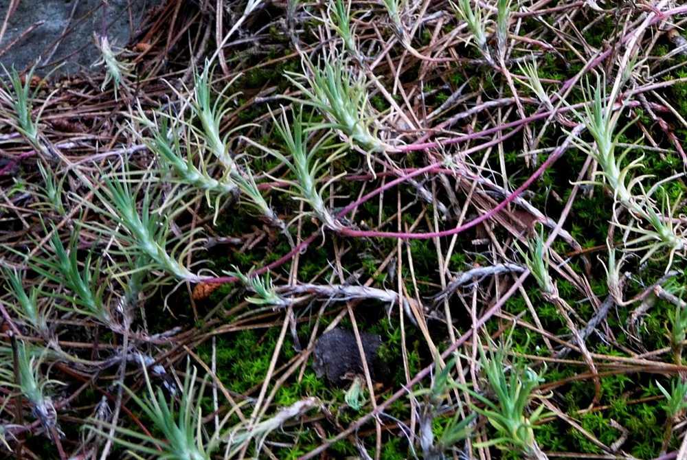 r o b i n 's y a r d Sedum amplexicaule