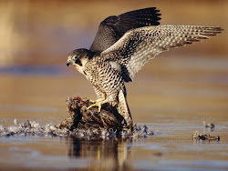fastest bird falcon peregrine falcons animal birds hunting prey dive pigeon worlds eating peregrin