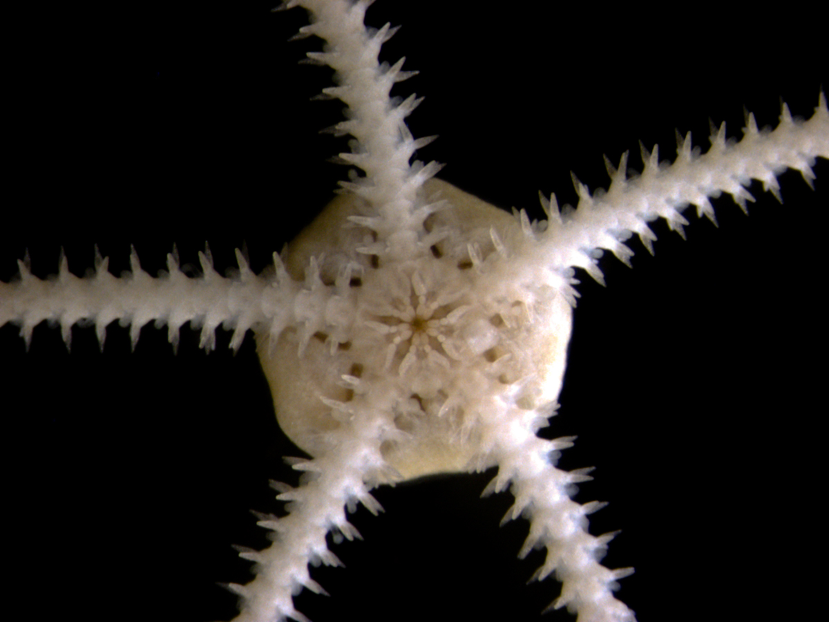 Invertebrate Embryology Viviparous brittlestar Amphipholis squamata