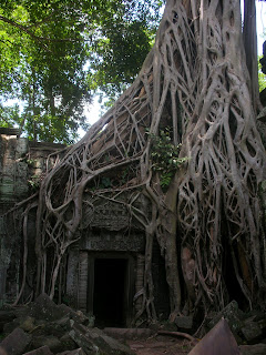 Trees Angkor Wat